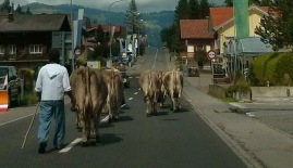 cows in traffic from behind