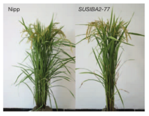 Rice biomass distribution difference