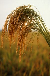 US_long_grain_rice