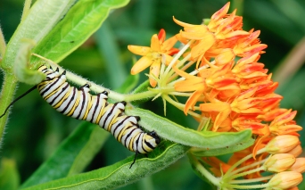 monarch_caterpillar_danaus_plexippus_on_asclepias_tuberosa_butterfly_milkweed_2284495213