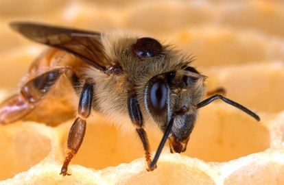 bee with varroa
