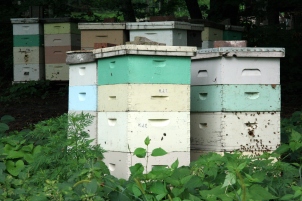 Beehives_in_Mankato,_Minnesota